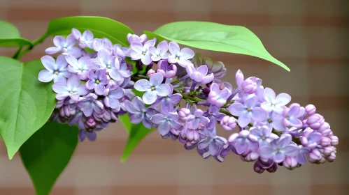 Beautiful Lilac Flowers in Natural Light