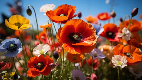 Stunning Red Poppies Field - Nature's Beauty Captured