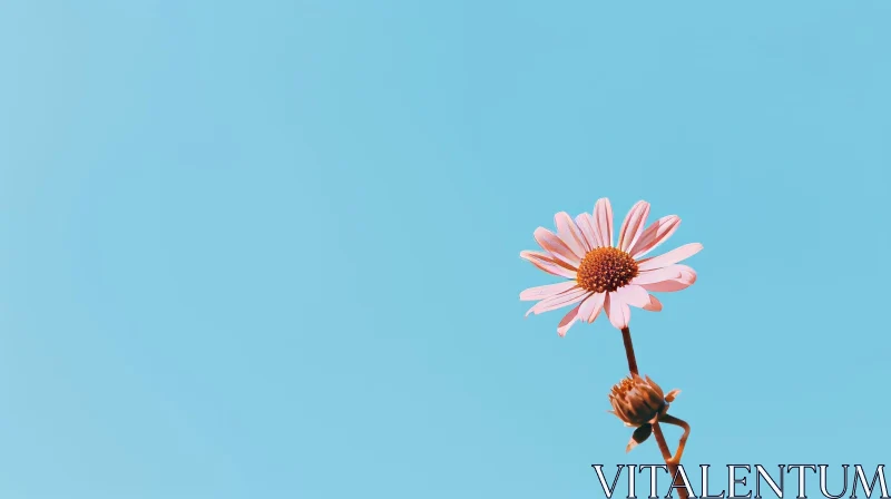 Pink Daisy Bloom Against Blue Sky AI Image