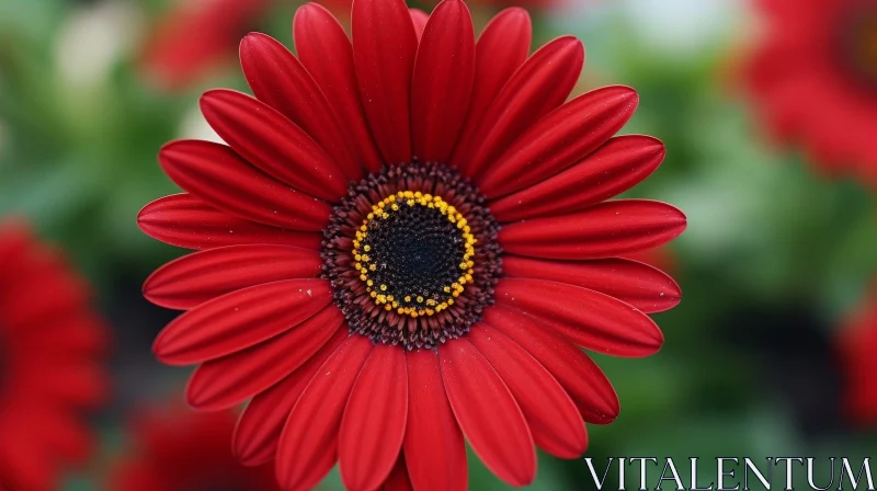 Red Daisy Flower Close-Up Photography AI Image