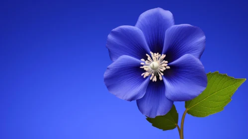 Blue Hibiscus Flower Bloom Photography