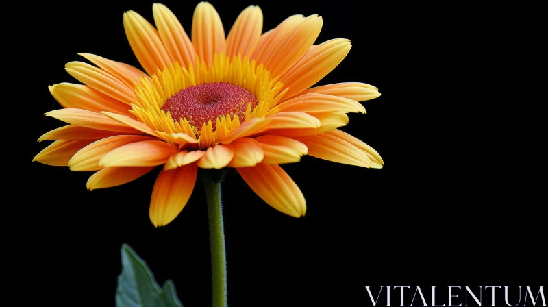 Orange Gerbera Flower in Full Bloom - Captivating Nature Photography AI Image