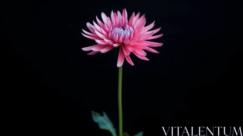 Pink Dahlia Flower Bloom - Nature Photography AI Image