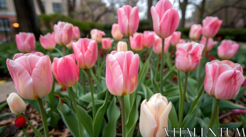 Enchanting Pink and White Tulip Flower Bed AI Image