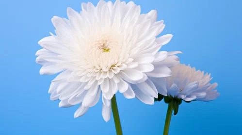 White Chrysanthemum Flowers on Blue Background
