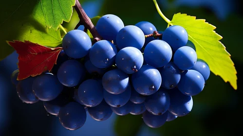 Ripe Blue Grapes with Water Drops - Natural Sunlit Beauty