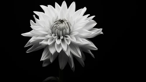 Elegant Dahlia Flower in Black and White Photography
