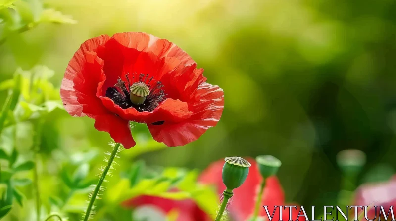 Red Poppy Flower in Full Bloom - Nature Photography AI Image