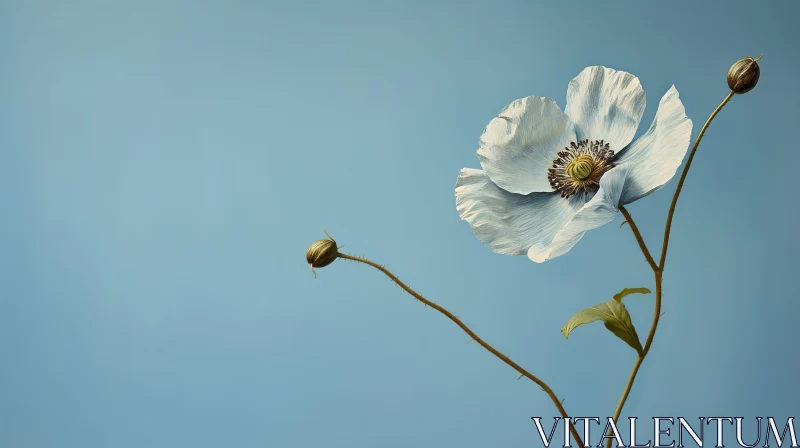White Poppy Flower Photography - Elegant Bloom AI Image