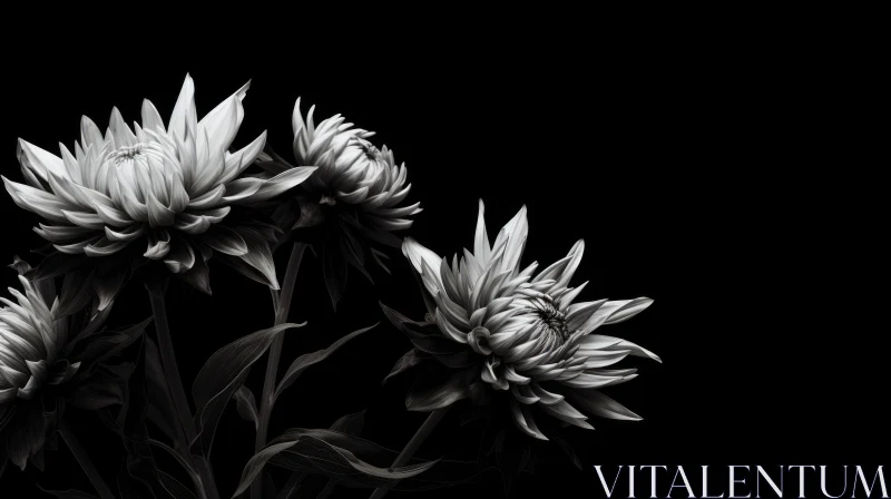 AI ART Dahlia Flower in Full Bloom - Black and White Close-Up
