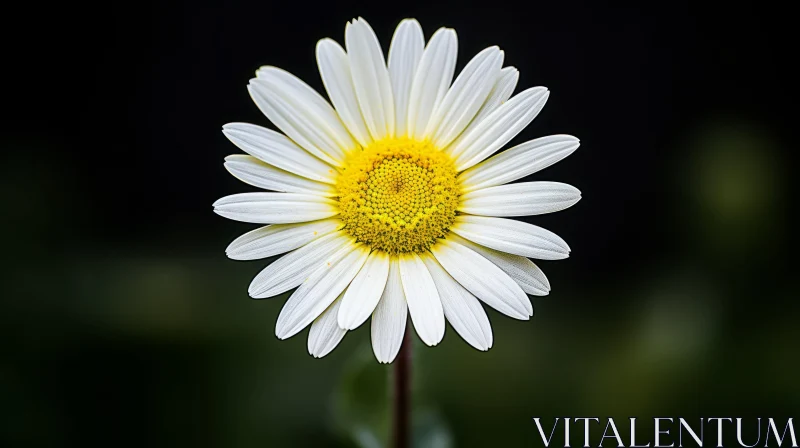 White Daisy Close-Up - Symmetrical Flower Photography AI Image