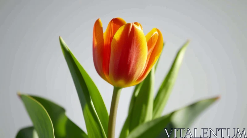 Orange Tulip Flower Close-Up | Beautiful Bloom on Gray Background AI Image