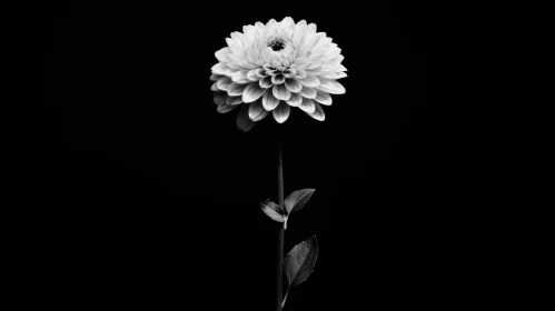 Monochrome Dahlia: Beauty in Bloom