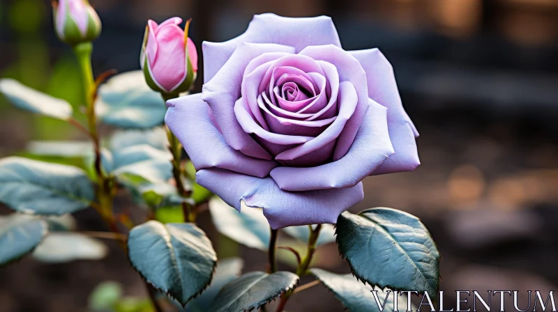 Purple Rose in Full Bloom - Close-Up Photography AI Image