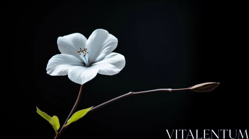 White Flower on Dark Background - Nature Photography AI Image
