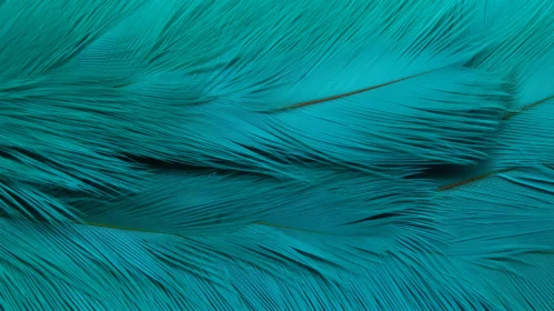 Turquoise Feather Background - Close-Up Beauty