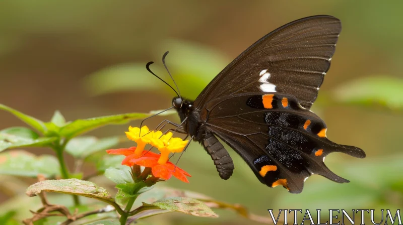 AI ART Beautiful Black Butterfly on Lantana Camara Flower