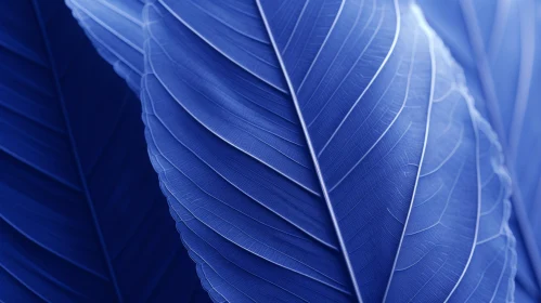 Blue Leaf Texture Close-up on Dark Background