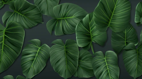 Dark Green Monstera Leaves - Botanical Foliage Image