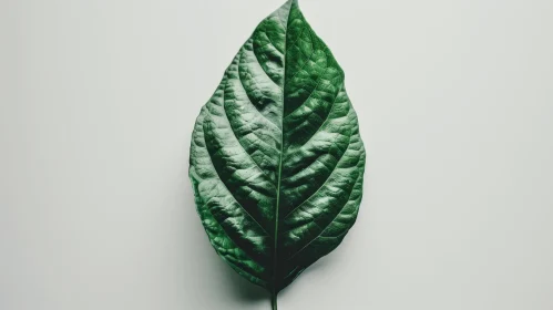 Detailed Green Leaf Close-Up
