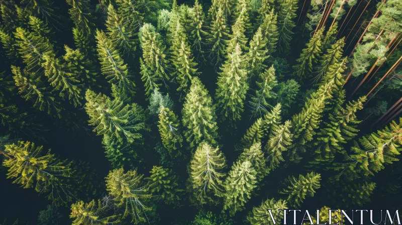AI ART Mysterious Aerial View of Coniferous Forest