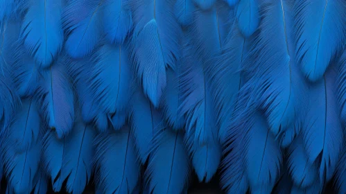 Blue Macaw Feathers Close-up Photography