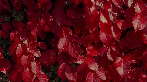 Red Virginia Creeper Leaves in Fall - Close-up View