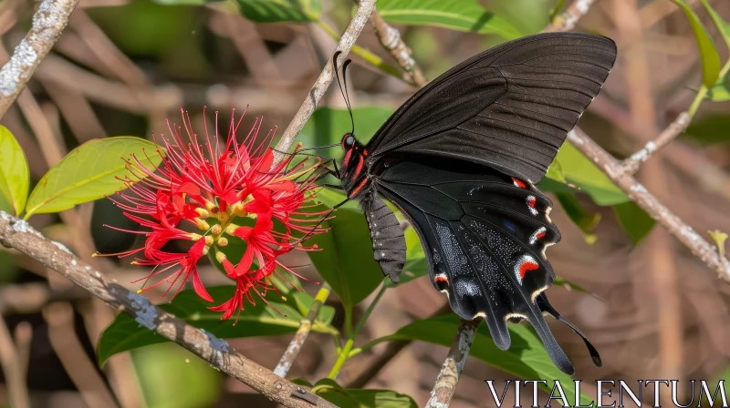 Black Butterfly on Red Flower with Green Leaves AI Image