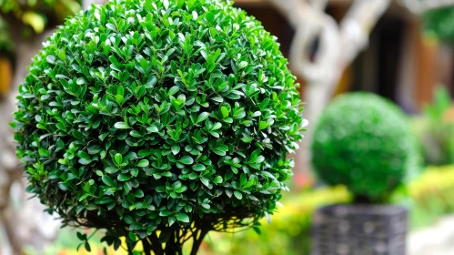 Green Topiary Sphere in Garden