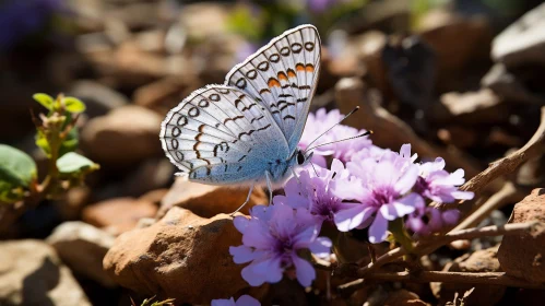 Blue and White Butterfly on Rock with Purple Flowers