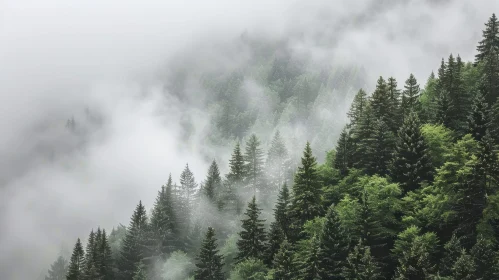 Misty Coniferous Forest Serenity