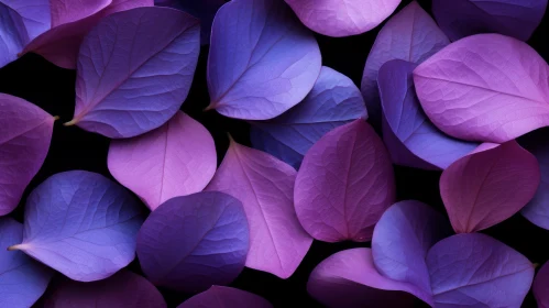 Purple and Blue Petals on Black Background
