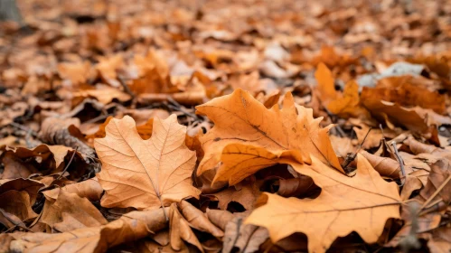 Detailed Close-up of Fallen Brown Leaves on Ground