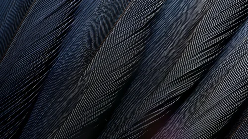 Black Feathers Close-Up - Neat Arrangement