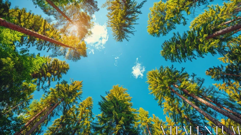 Majestic Forest View with Sunlight Filtering Through AI Image
