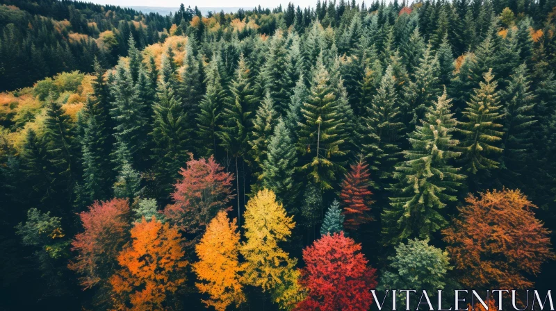 Aerial Coniferous Forest in Autumn with River | Drone Photography AI Image