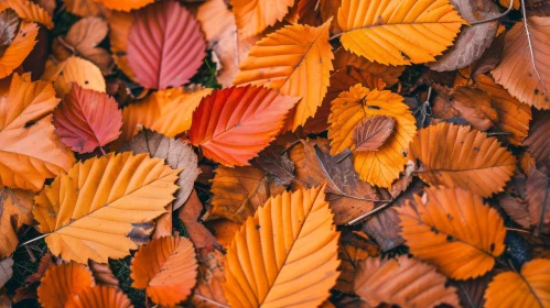 Enchanting Autumn Leaves Close-Up