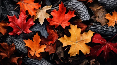 Beautiful Fallen Autumn Leaves Photography