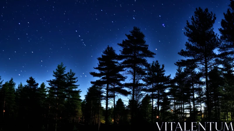 Tranquil Night Pine Forest Photo AI Image