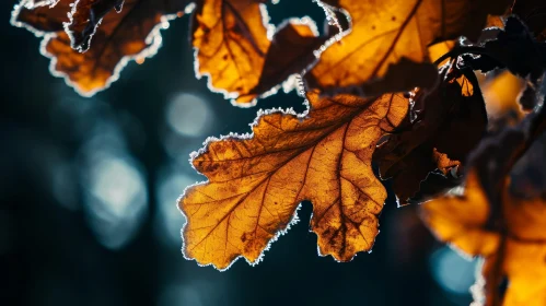 Enchanting Autumn Leaf Close-Up