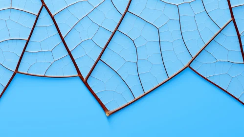 Detailed Leaf Skeleton on Blue Background