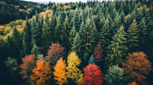 Aerial Coniferous Forest in Autumn with River | Drone Photography