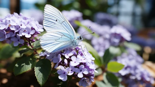 Cabbage White Butterfly on Flower - Nature Beauty