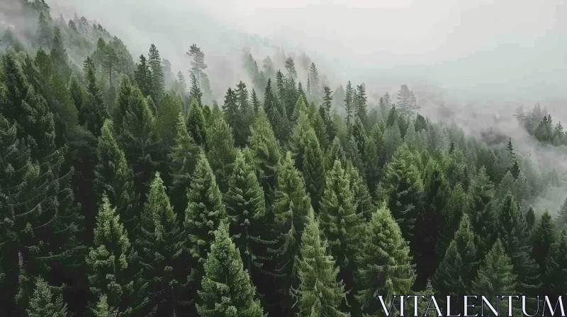 Enigmatic Aerial View of Coniferous Forest in Mist AI Image