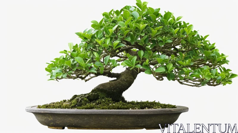 Bonsai Tree in Pot - Green Leaves - Nature Image AI Image