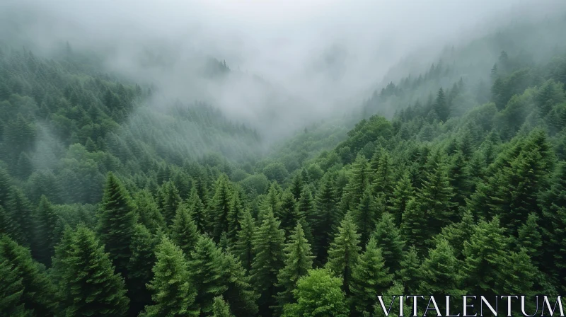 Serene Aerial View of Coniferous Forest on Foggy Day AI Image