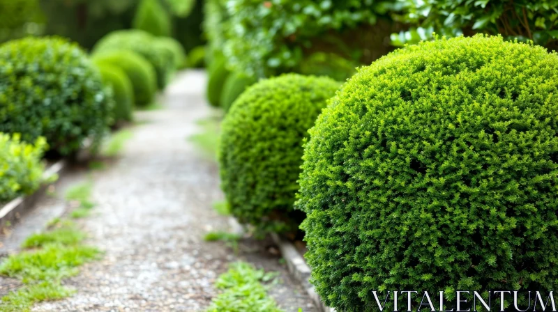 Tranquil Garden Path with Topiary Bushes AI Image