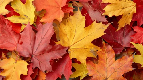 Autumn Maple Leaves Close-up - Colorful Nature Image
