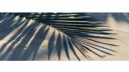 Tranquil Palm Leaf Shadows on Sand