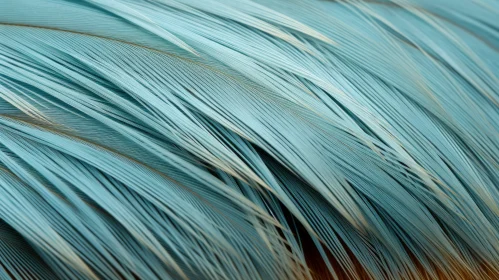 Blue Feathers Close-Up on Dark Brown Background